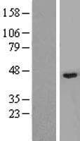 TBX10 Protein (Over-Expression Lysate Myc-DDK (Flag))
