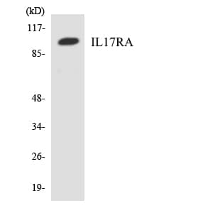 IL17RA Antibody (aa117-166)