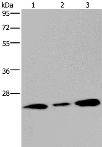 RAB3C Antibody