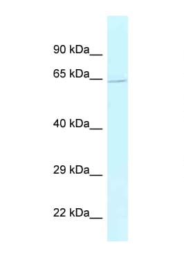 BAG5 Antibody (aa393-442)