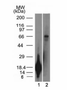 TRIM29 Antibody (aa1-200, clone TRIM29/1042)