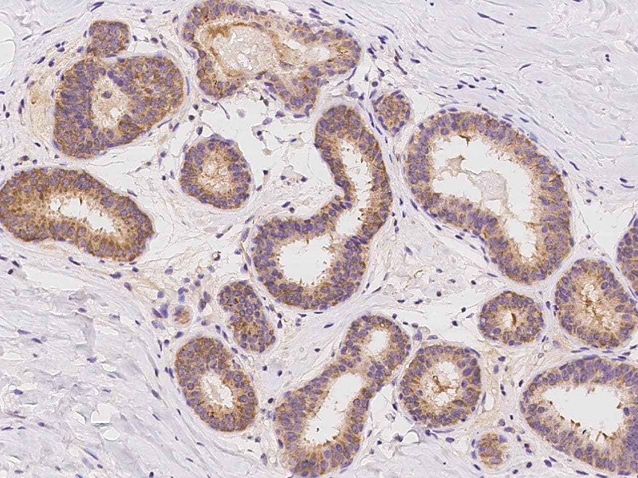 ZSCAN22 Antibody