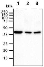 PME-1 / PPME1 Antibody (clone AT29G3)