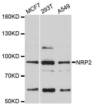 Polyclonal Rabbit anti-Human NRP2 / Neuropilin 2 Antibody (WB)