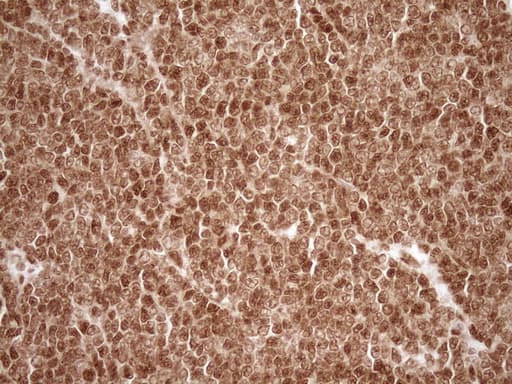 NUDT21 Antibody (aa2-227, clone OTI5B3)