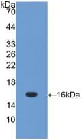 TGFB1 / TGF Beta 1 Antibody (aa279-390, APC)