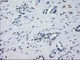 Monoclonal Mouse anti-Human PRKY Antibody (clone OTI4G7, Carrier-free, IHC, IF, WB)