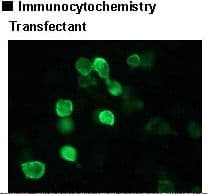 Polyclonal Rabbit GLB1 / Beta-Galactosidase Antibody (IHC, WB)