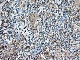 CD5 Antibody (clone OTI7A7)