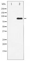 HSF1 Antibody