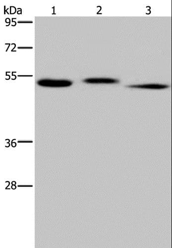 HYAL3 Antibody