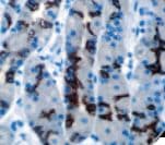 MUC6 / MUC-6 Antibody (clone CLH5, Ready-to-Use)