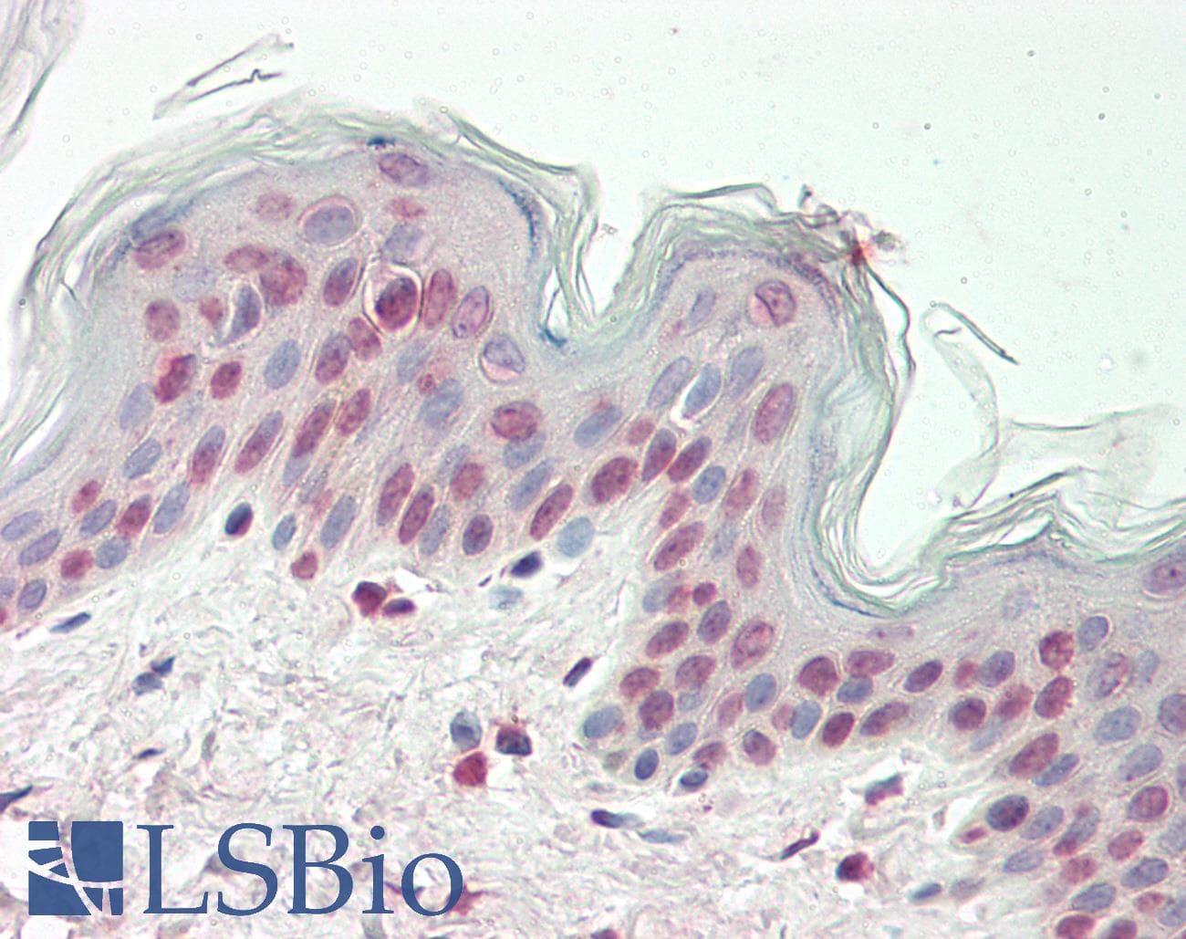 IHC-plus™ KPNB1 / Importin Beta Antibody (aa190-216)