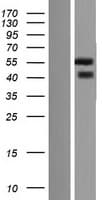 NOXO1 Protein (Over-Expression Lysate Myc-DDK (Flag))