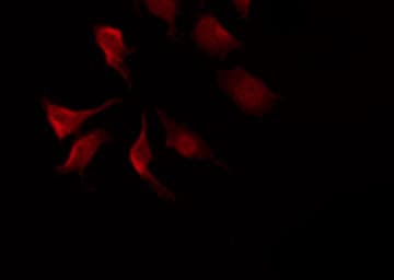 IRS1 Antibody
