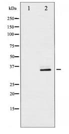 Polyclonal Rabbit anti-Human CDK1 / CDC2 Antibody (WB)