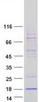 Human INSL5 Protein (Recombinant Myc-DDK (Flag))