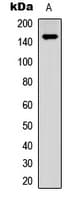 INPP5D / SHIP1 / SHIP Antibody (C-Terminus)