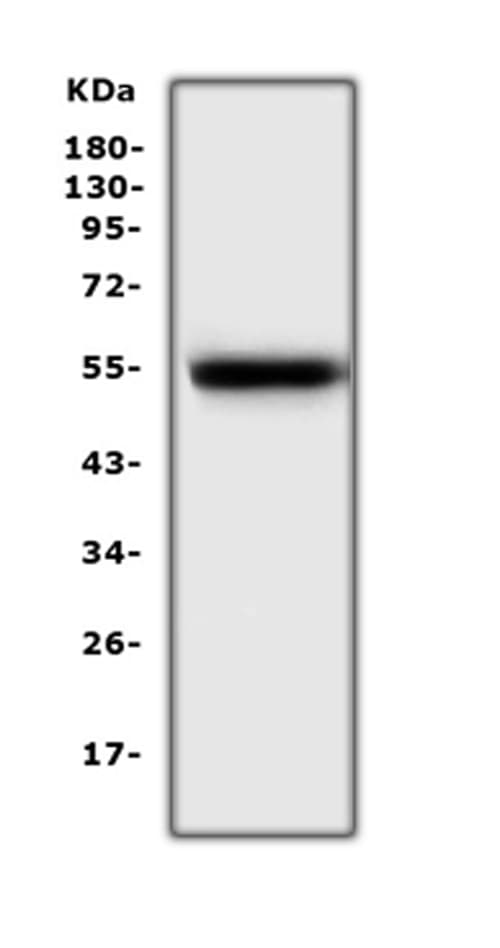 EPOR / EPO Receptor Antibody