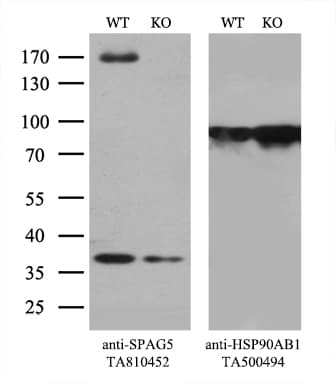 SPAG5 / MAP126 Antibody (aa1-297, clone OTI3F10)