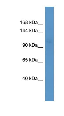 MAP4 Antibody (aa351-400)