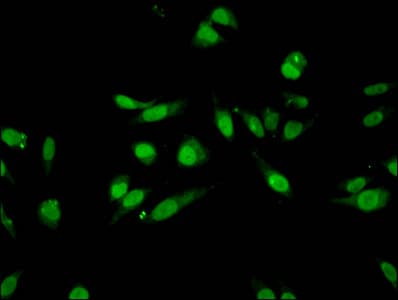 HIST1H3A Antibody