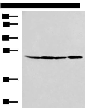 RPL13A Antibody