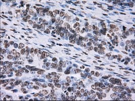 ID3 Antibody (clone OTI15E3)