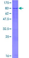 Human RBPJL Protein (Recombinant GST)