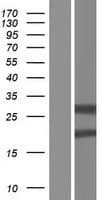 ZC4H2 Protein (Over-Expression Lysate Myc-DDK (Flag))