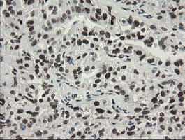 TLE1 / TLE 1 Antibody (aa180-460, clone OTI1H2, Carrier-free)