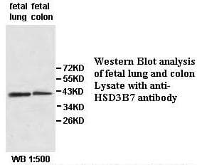HSD3B7 Antibody (aa111-266)