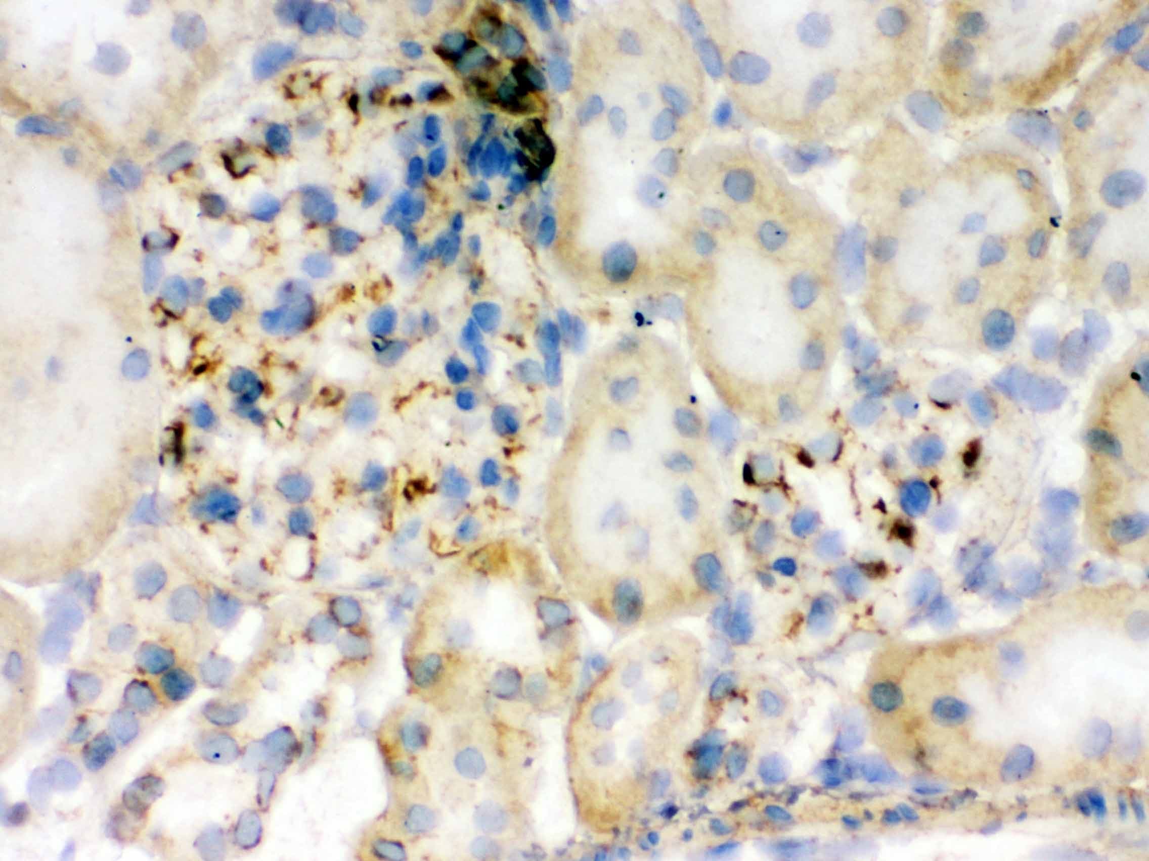 FLOT2 / Flotillin 2 Antibody (aa169-344)