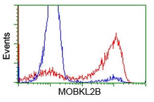 MOBKL2B / MOB3B Antibody (clone OTI5C7, Carrier-free)
