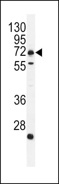 C18orf8 / MIC1; Antibody (aa34-66)