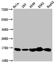 HIST1H3A Antibody
