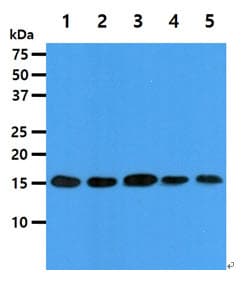 Monoclonal Mouse anti-Human EIF5A Antibody (clone AT4D1, WB)