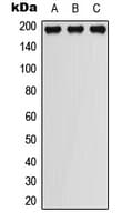 PDGFRB / PDGFR Beta Antibody (phospho-Tyr751)