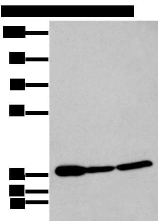 P2RY11 / P2Y11 Antibody