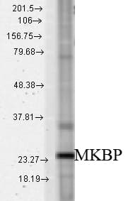 IHC-plus™ HSPB2 / HSP27 Antibody