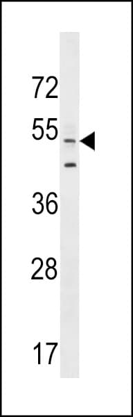 AGFG2 Antibody (aa101-130)