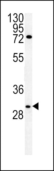 CLDN12 / Claudin 12 Antibody (aa19-46)