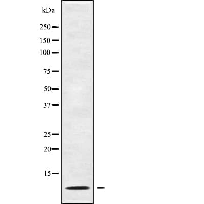 GNG13 Antibody