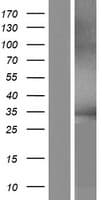 GRAMD3 Protein (Over-Expression Lysate Myc-DDK (Flag))