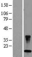 CARD16 / COP Protein (Over-Expression Lysate Myc-DDK (Flag))