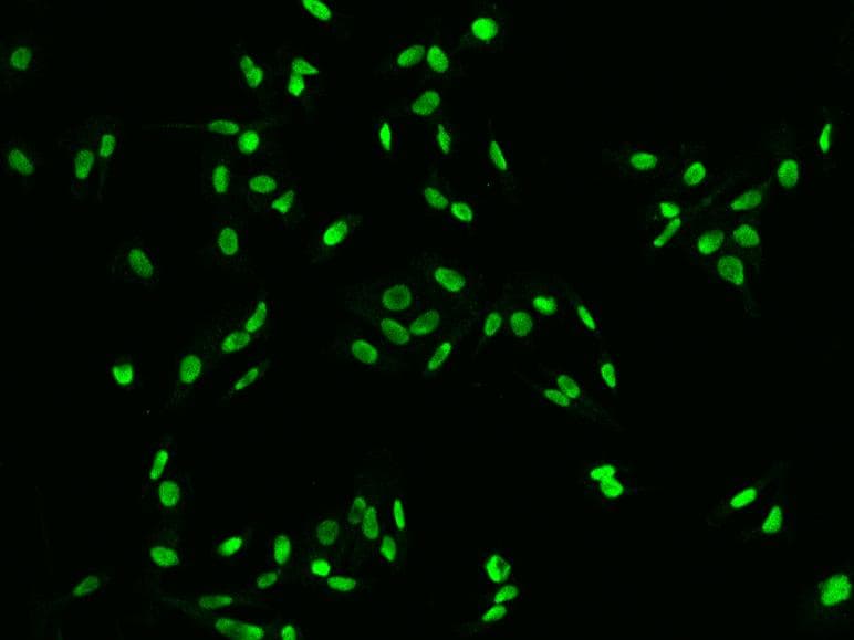 DR1 / NC2 Antibody