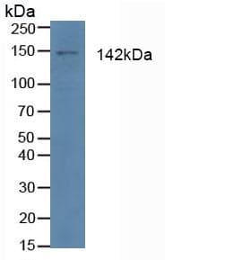 APAF1 / APAF-1 Antibody (aa31-350)