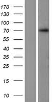 C12orf56 Protein (Over-Expression Lysate Myc-DDK (Flag))