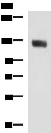 MCAM / CD146 Antibody