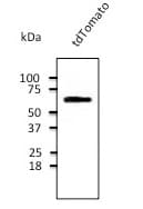 tdTomato Antibody